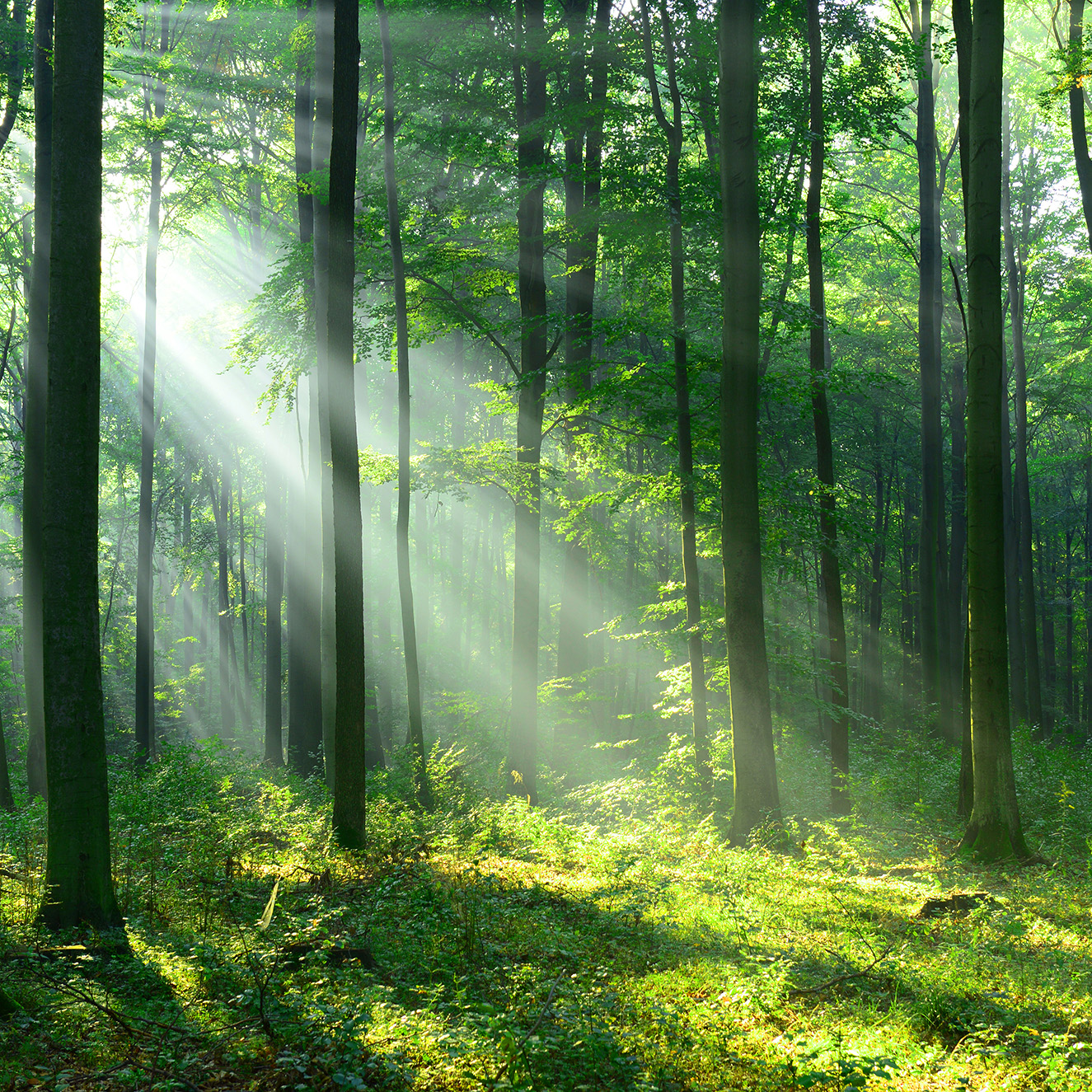 Akustikbild Sonnenstrahlen im Wald